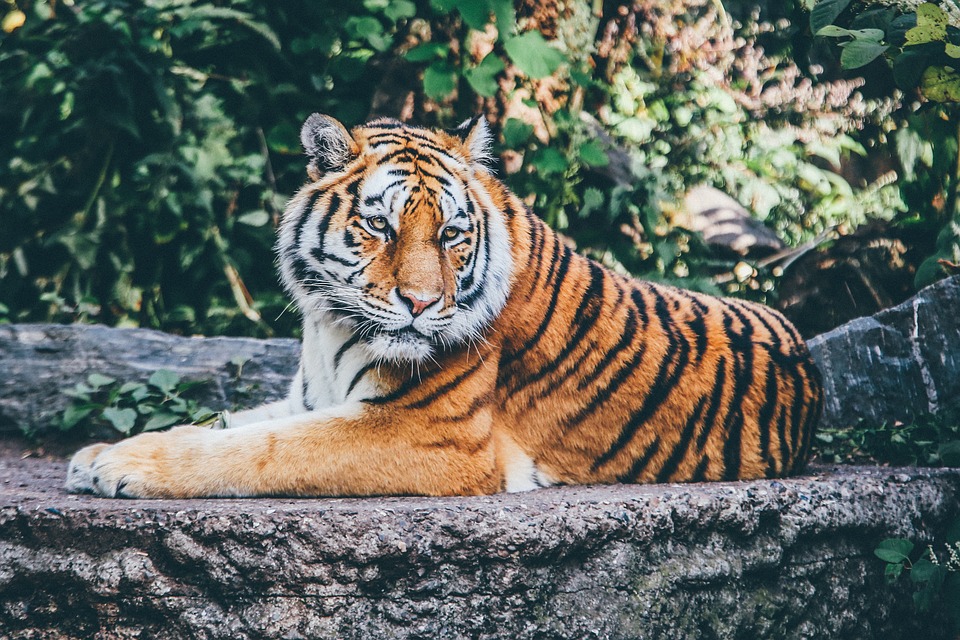 tiger 2