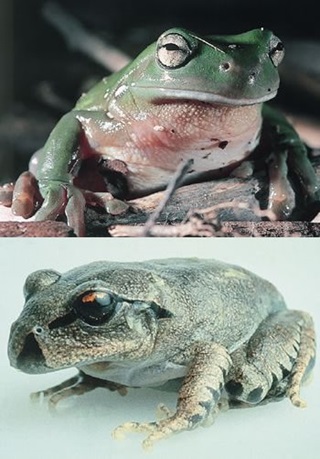 frogs-chytrid-infection-nl