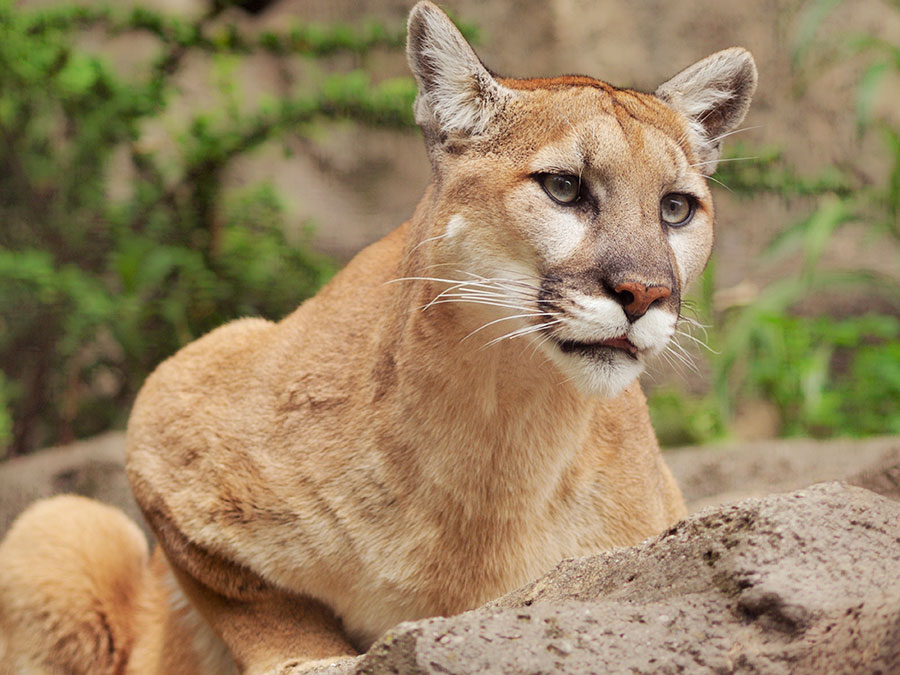 5 Fun Facts About Puma – Stories So Wild