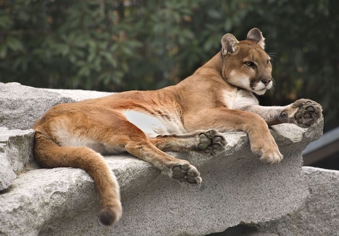 2759172 - america cougar mountain lion resting on rock