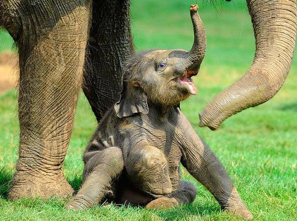 A newborn elephant calf