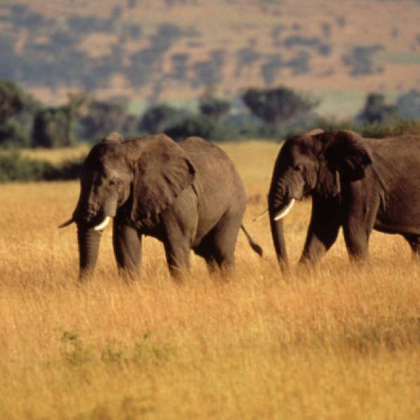 Adult elephants