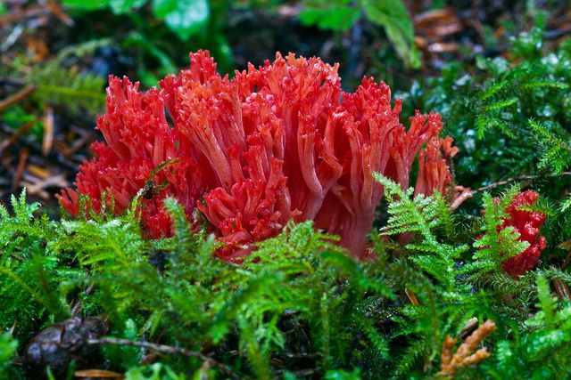 Fungi red coral