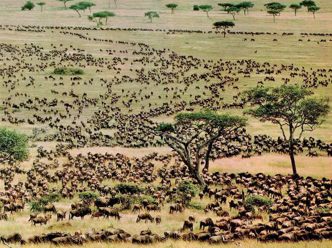serengeti-migration