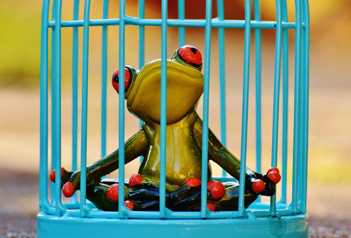 Cage frog