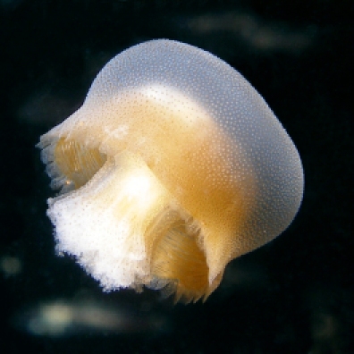 Bazinga reiki jellyfish