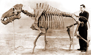 Fossil of Dinohyus hollandi