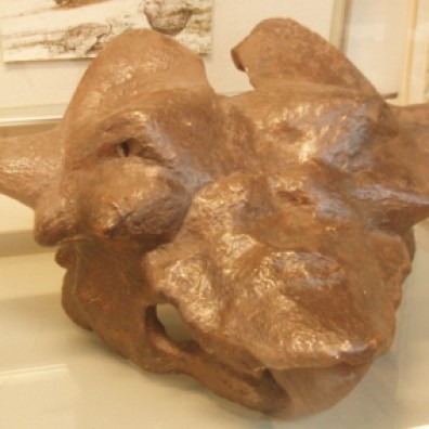 Fossil of Ninjemys oweni